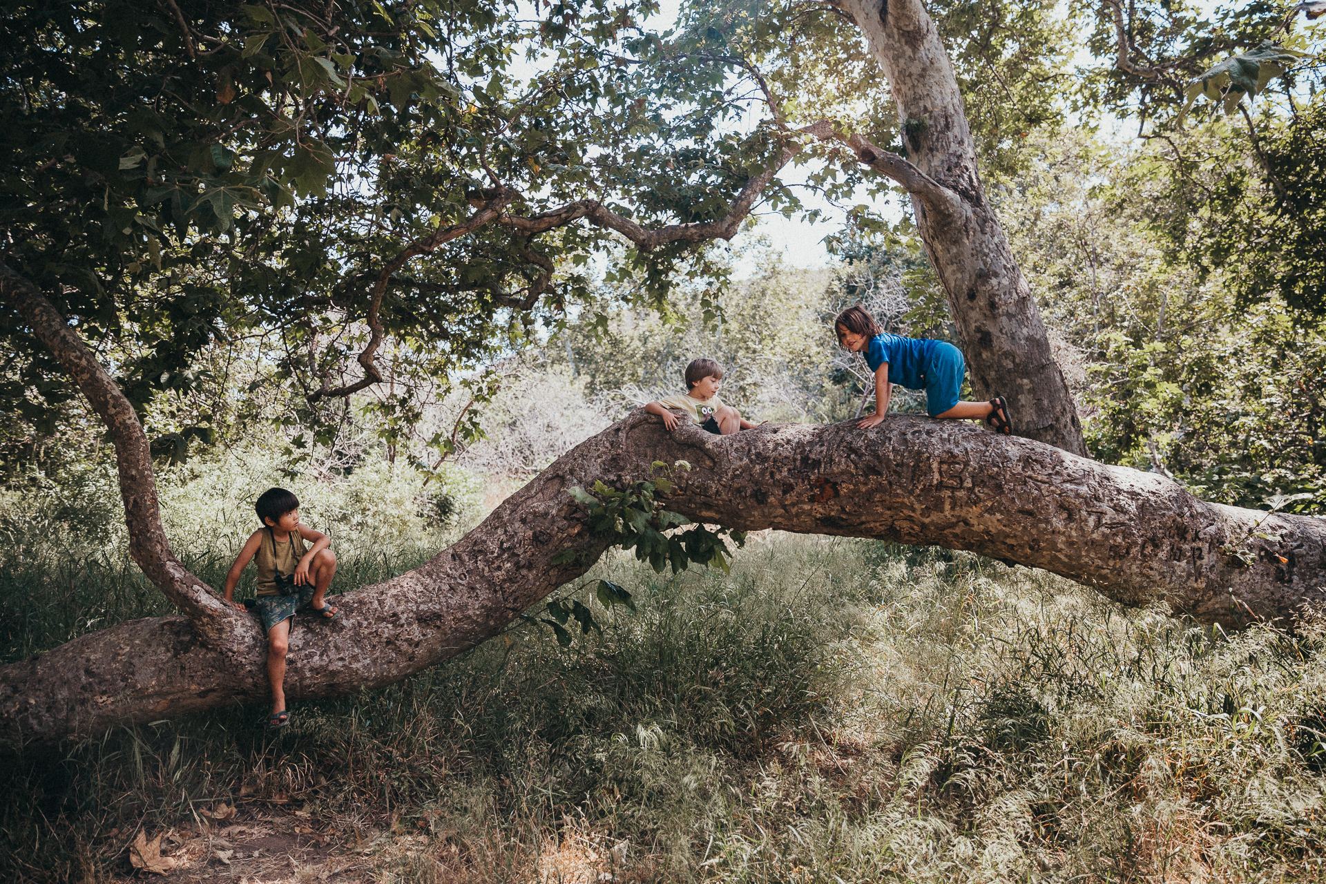 Boys playing on a tree