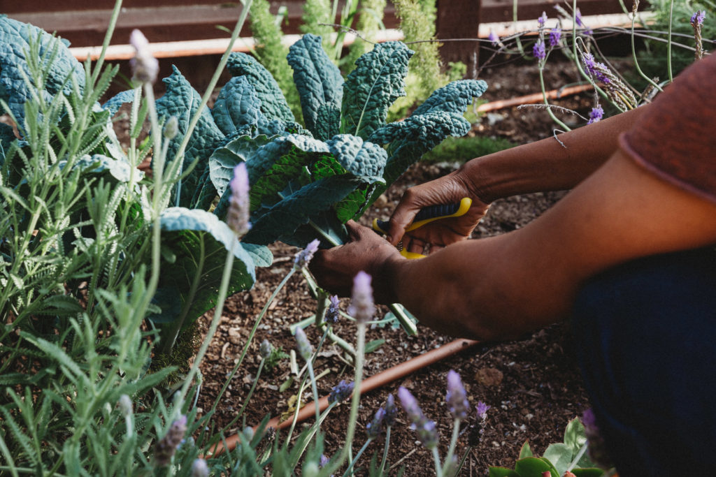 Mom clipping herbs outside in garden