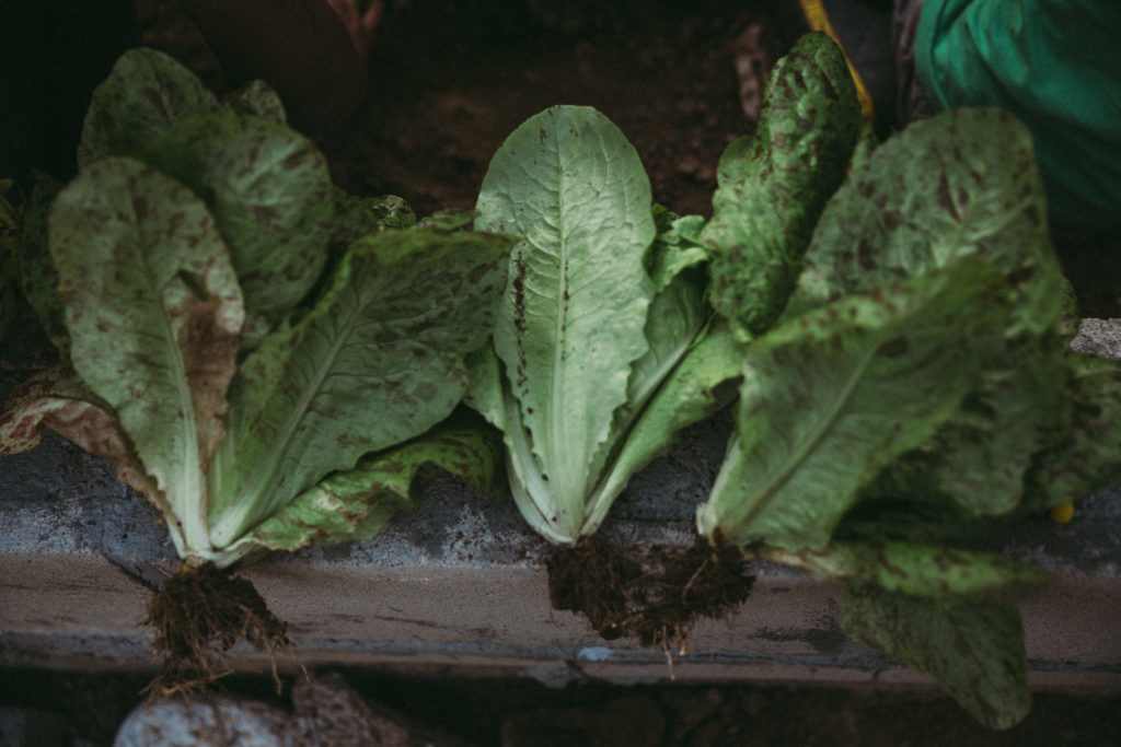 Closeup of veggies from garden