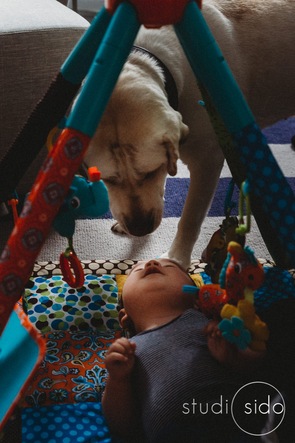 Family dog and baby nose to nose, Los Angeles, CA