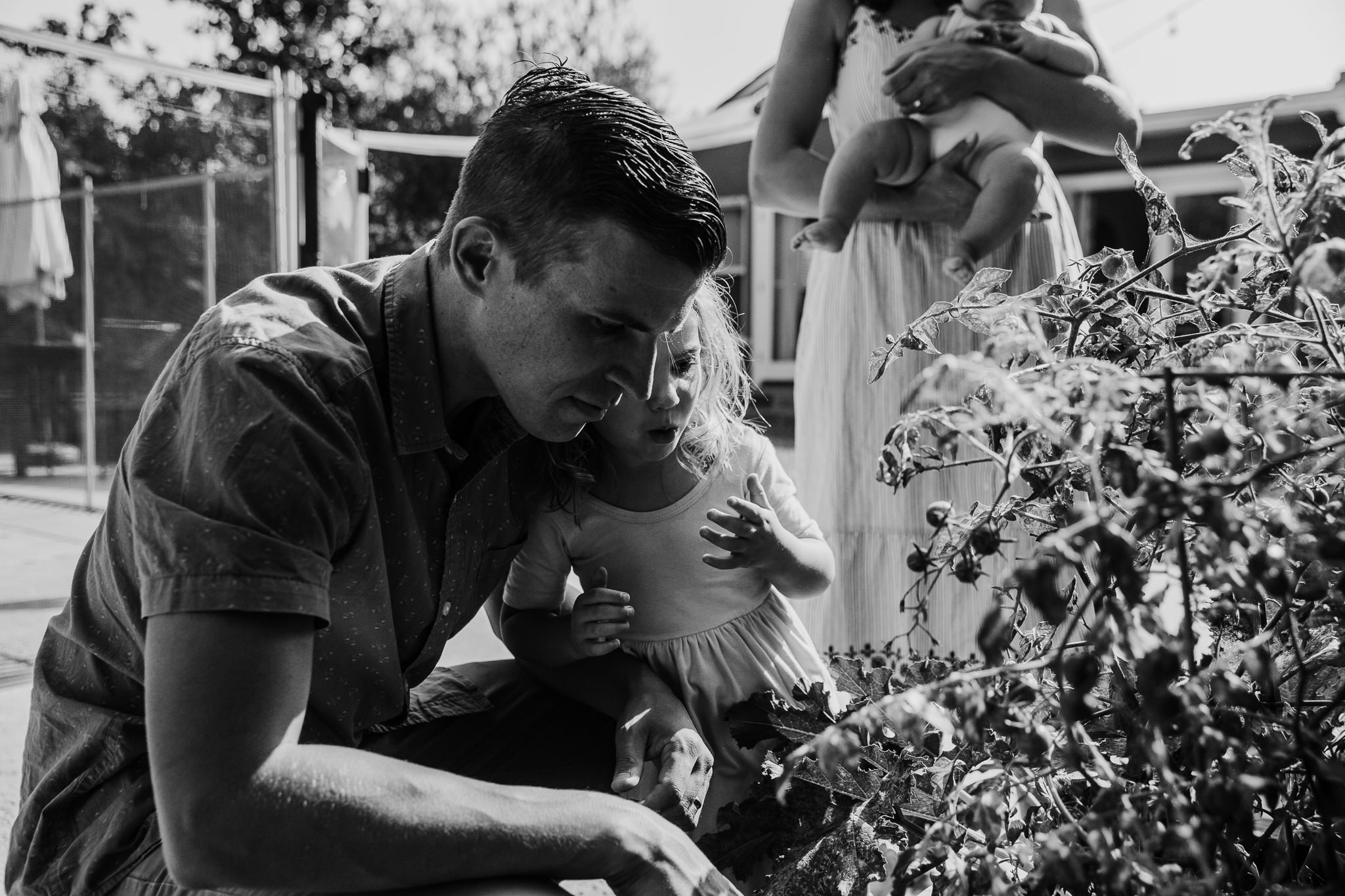 dad and daughter pick cherry tomatoes while mom and baby look on - Atwater Village, CA