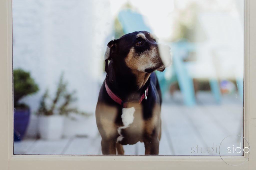 Dog at the door