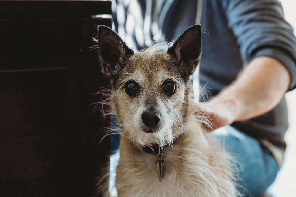 Little dog staring into camera