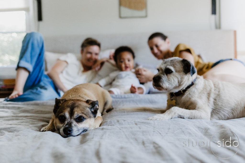 The whole family is on the bed, dogs included, in Los Angeles, CA