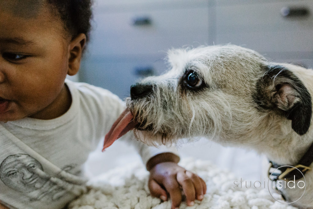 Little dog tries to kiss little boy in their home in Silver Lake, Los Angeles, CA