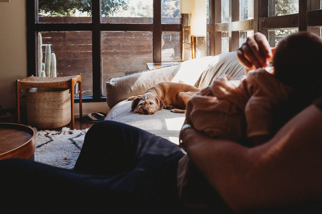 Dog On Couch With Newborn Baby in Foreground