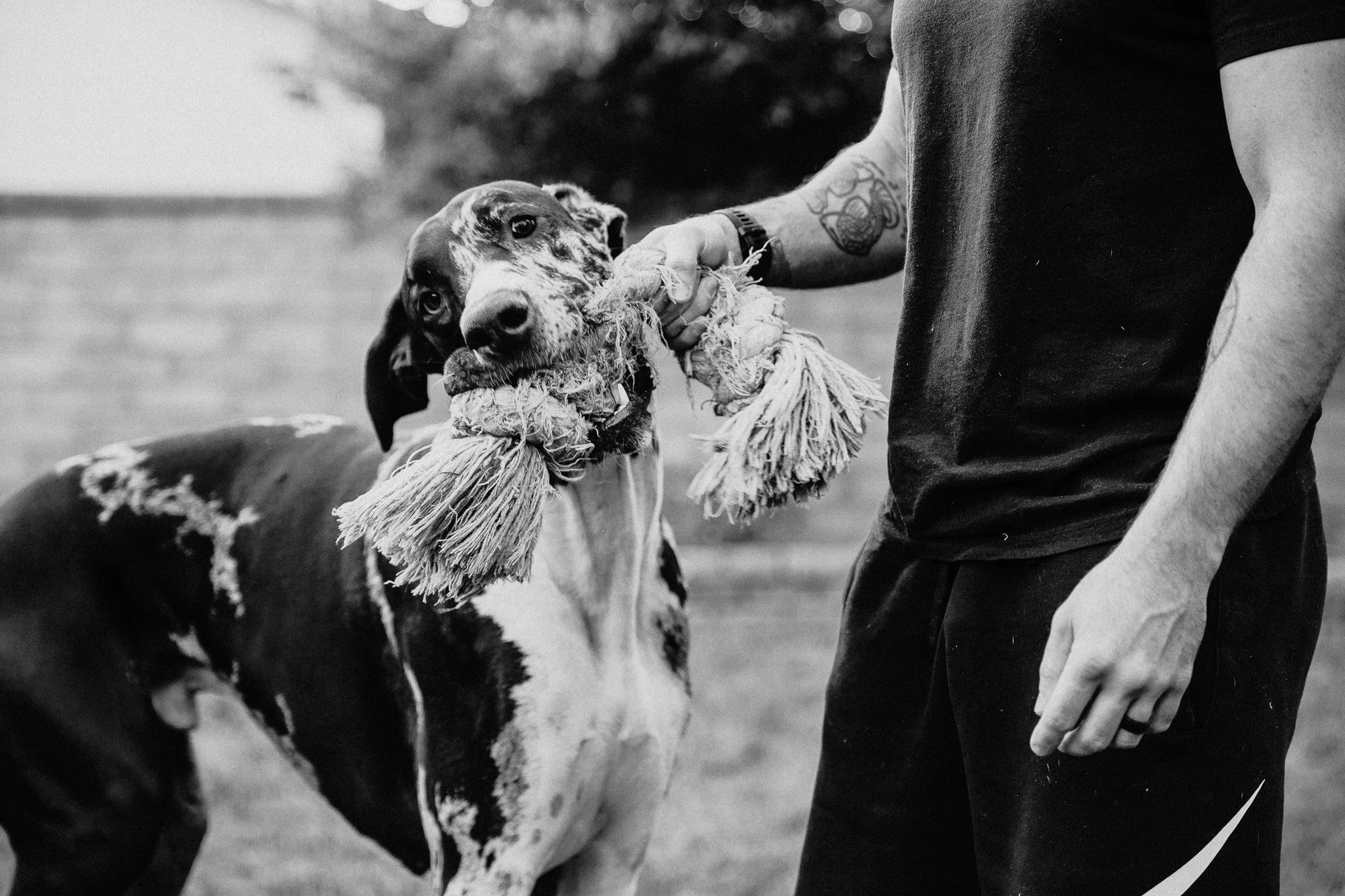 Giant Great Dane holds onto a dog toy