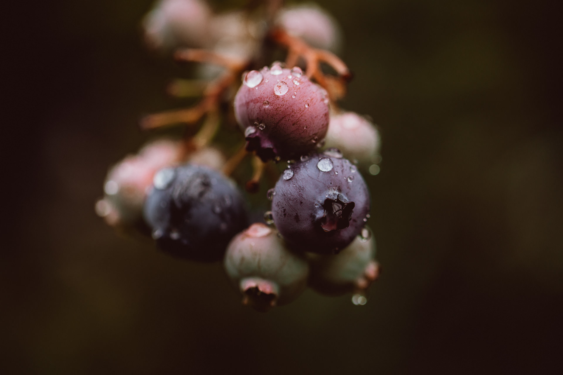 Blueberries with dew