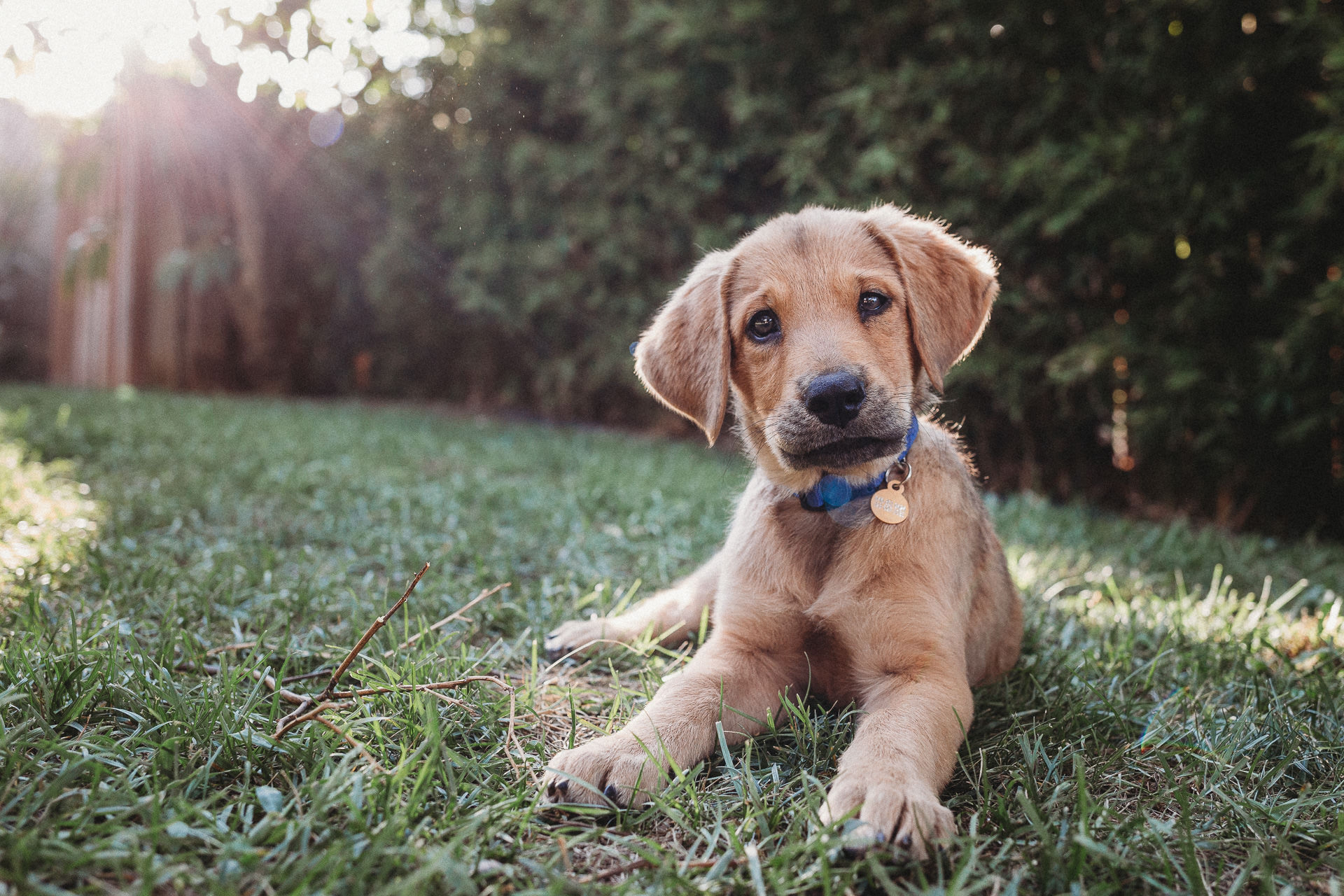 Puppy in the grass in Los Angeles, CA