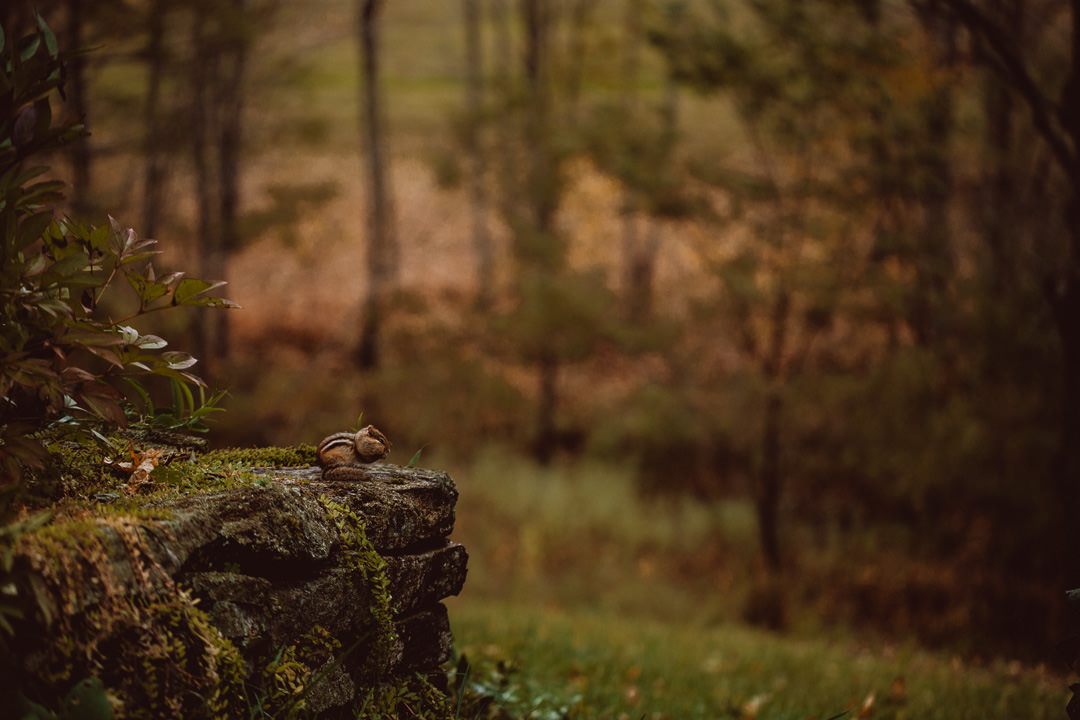 A chipmunk sits on a rock