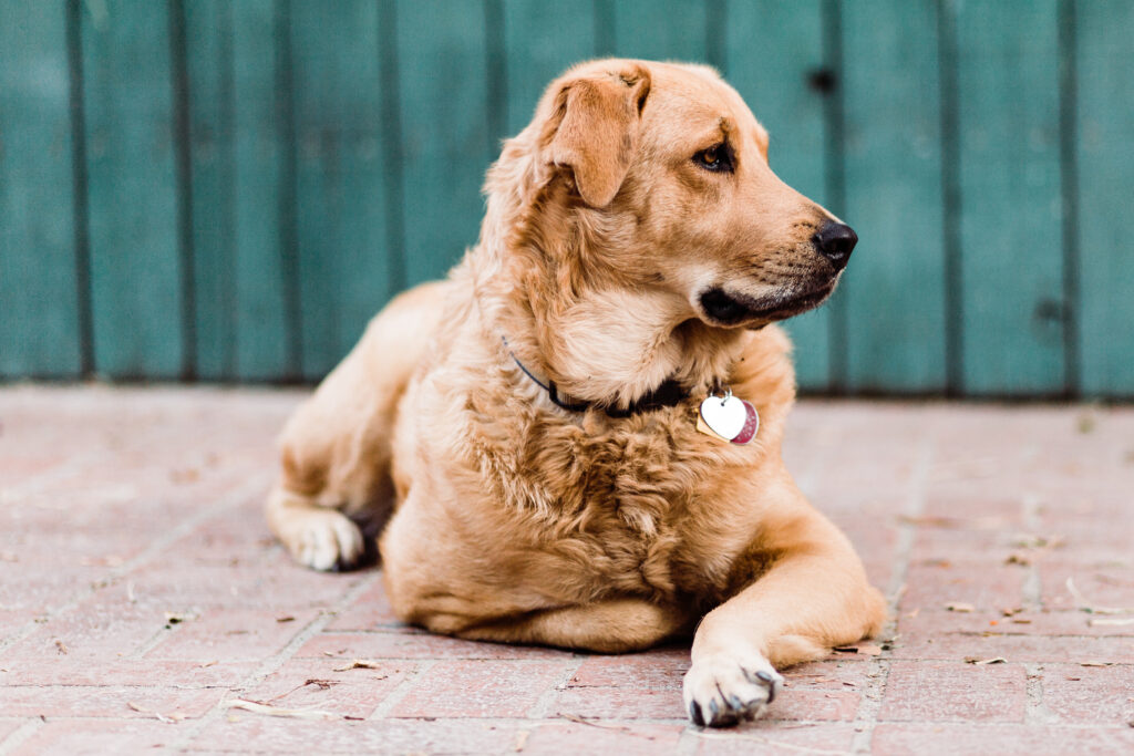 Golden Retriever Dog Laying Down Outside