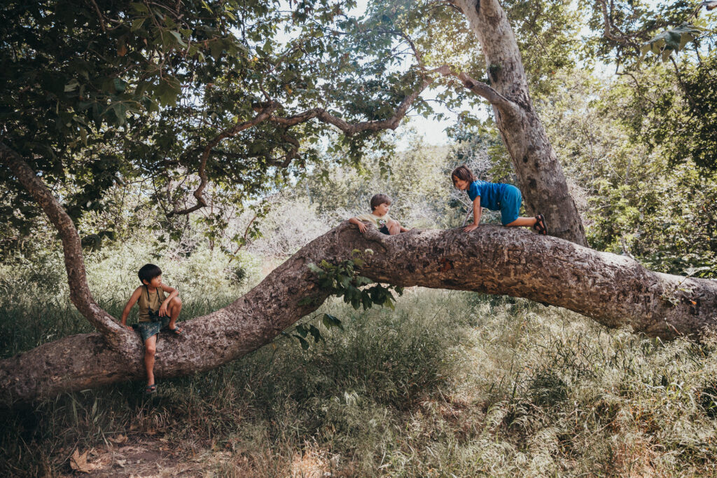 three boys playing on a California Oak